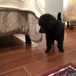 Poodle Puppies from D and D Standard Poodles