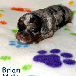 Brian - Blue merle male Bernedoodle puppy in Beecher, Illinois from Erica’s Doodles