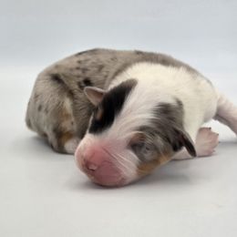 Aldean - Blue merle male Australian Shepherd puppy in Jameson, Missouri from Sky Creek
