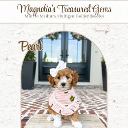 Pearl - Red  female Goldendoodle puppy in Bell Buckle, Tennessee from Precious Puptown Doodles
