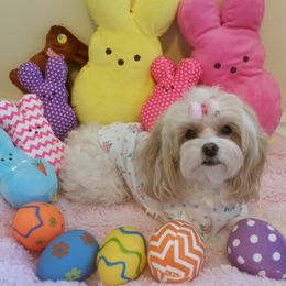 Maltipoo All Grown Up from Maltipoo FurBabies