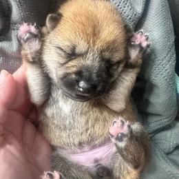 Annaly - light pink collar - Red female Shiba Inu puppy in Inverness, Florida from Shore Thing Shiba’s