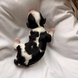 Blossom - Tri-color female Cavalier King Charles Spaniel puppy in Katy, Texas from True Heart Cavaliers llc