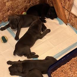 Cane Corso Puppies from The Dorado Ranch