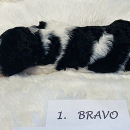 Goldendoodle Puppies from Goodland Doodles