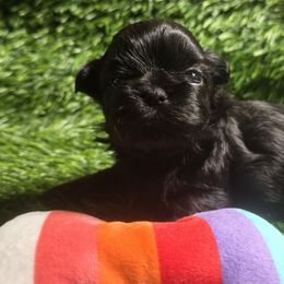 Sherbet - Black male Shih Tzu puppy in Brighton, Missouri from Morningstar's Shih Tzu