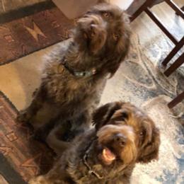 Wirehaired Pointing Griffons from Sagebrush Pointing Griffons