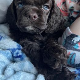 Cocker Spaniel Puppies from Top Notch Cocker Spaniels