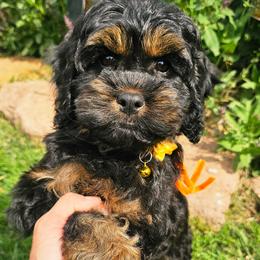 Morgan - Black and tan male Cockapoo puppy in Indiahoma, Oklahoma from Phamily Doodles