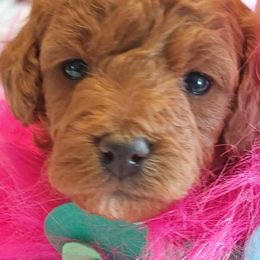 Goldendoodles from Dubey Doodles (AnC Oodles of Doodles)