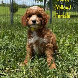 Misty - Red  female Goldendoodle puppy in De Pere, Wisconsin from Kinzor Kennels