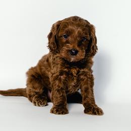 Irv - Red  male Goldendoodle puppy in Slc, Utah from Timp Doodles