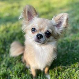 Usdi - Chihuahua