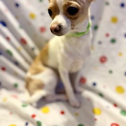 Chihuahua Puppies from Pittsburgh Paw Prints