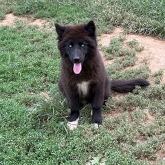 Blue - Black male Siberian Husky puppy in Jonesborough, Tennessee from Dry Creek Siberians