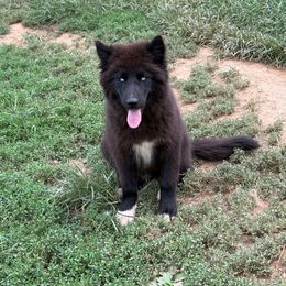 Blue - Black male Siberian Husky puppy in Jonesborough, Tennessee from Dry Creek Siberians