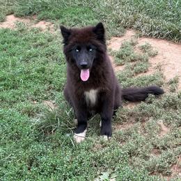 Blue - Black male Siberian Husky puppy in Jonesborough, Tennessee from Dry Creek Siberians