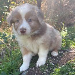 Walter - Red merle male Australian Shepherd puppy in Grants Pass, Oregon from Carmel Mountain Aussies