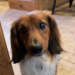 Riggin Roo - Dachshund