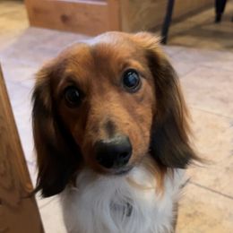 Riggin Roo - Dachshund