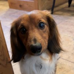 Riggin Roo - Dachshund