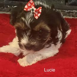 Lucie - Black tan and white female Biewer Terrier puppy in Brooks, Georgia from Brooks Beauties