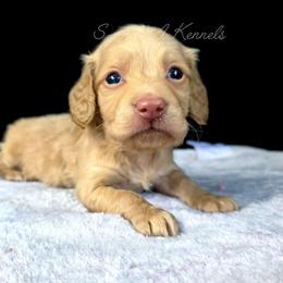 Jiminy - Cream male Dachshund puppy in Quitman, Mississippi from S-and-A Kennels