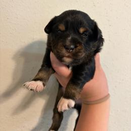 Scrump - Black tri female Miniature Australian Shepherd puppy in Brenham, Texas from Stone N Rose Kennels