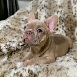 French Bulldog Puppies from The French Bulldog Company LLC