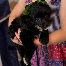 Tulip - Black and white female Chinese Crested puppy in Sweet Home, Oregon from Rhapsody Poodles & Cresteds