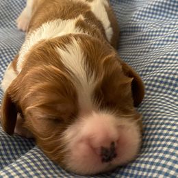 Tucker - Blenheim male Cavalier King Charles Spaniel puppy in Broxton, Georgia from Cavalier & Co.