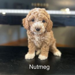 Nutmeg - Red and white female Cockapoo puppy in Powell, Wyoming from Doodles of Joy