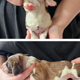 Purple - Tan and white female Basset Hound puppy in Highland, Michigan from Dream Hounds of Michigan