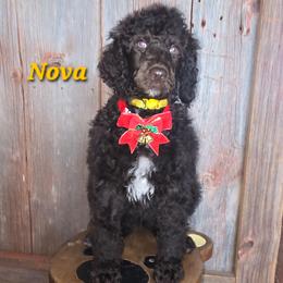 Nova - Brown female Poodle puppy in Woodbury, Pennsylvania from Zimmerman's Poodles