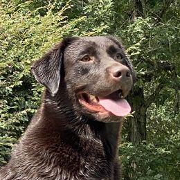 Mocha - Labrador Retriever
