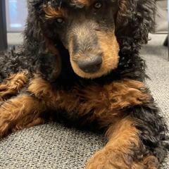 Goldendoodles and Poodles from Calipoodsanddoods