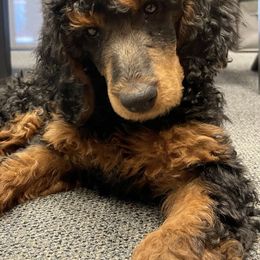 Goldendoodles and Poodles from Calipoodsanddoods