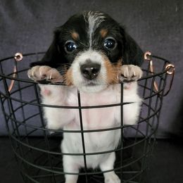 Dachshunds from Cindy Allen's Dachshunds