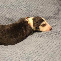 Borzoi Puppies from Pagosa Borzoi