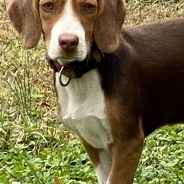 Morrie - Beagle