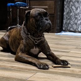 Boxer Puppies from Aleman Euro Boxers