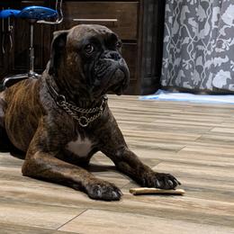 Boxer Puppies from Aleman Euro Boxers