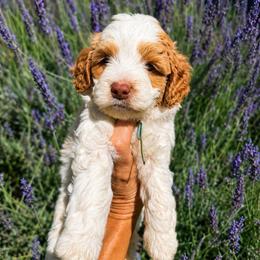 Howdy - Caramel cream male Australian Labradoodle puppy in Millville, California from Hope Lane Kennels