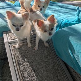 Chihuahua Puppies from Pampered Chihuahuas