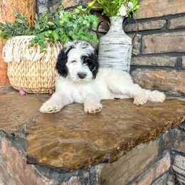 Aussiedoodle, Goldendoodle, Poodle, Saint Berdoodle, Saint Bernard, and Sheepadoodle Puppies from Rocky Ridge Ranch
