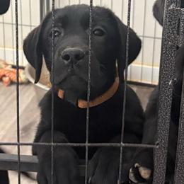 Boy 3 - Black male Labrador Retriever puppy in Menifee, California from Dioscuri Kennel
