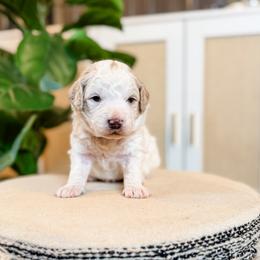 Tale - Parti male Goldendoodle puppy in Jackson, Tennessee from Doodlebug Farms