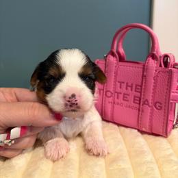 Waffles - Parti female Yorkshire Terrier puppy in Illinois from Pretty Little Yorkies