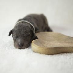 Bernedoodle, Goldendoodle, and Golden Mountain Doodle Puppies from Gold Diamond Pup
