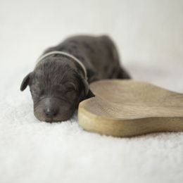 Bernedoodle, Goldendoodle, and Golden Mountain Doodle Puppies from Gold Diamond Pup